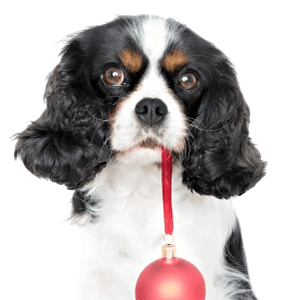Pet Care for Dogs at Kirraweevet in South Sydney