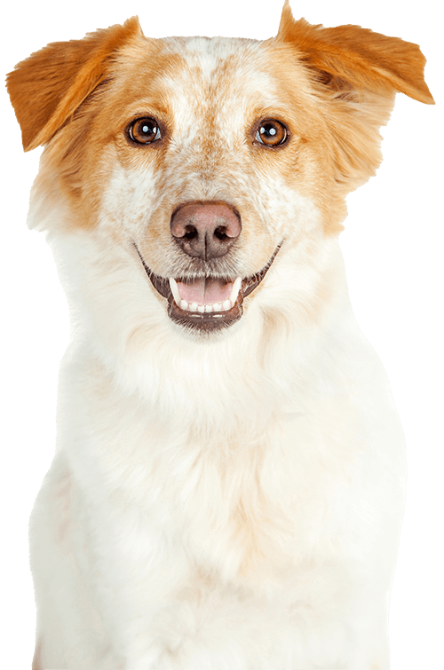 Dog Care Vet Clinic at Kirraweevet in South Sydney
