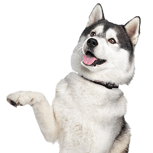Pet Nutrition Consulting with Veterinarian in South Sydney Kirraweevet