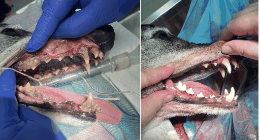 Dog Care Vet Clinic at Kirraweevet in South Sydney