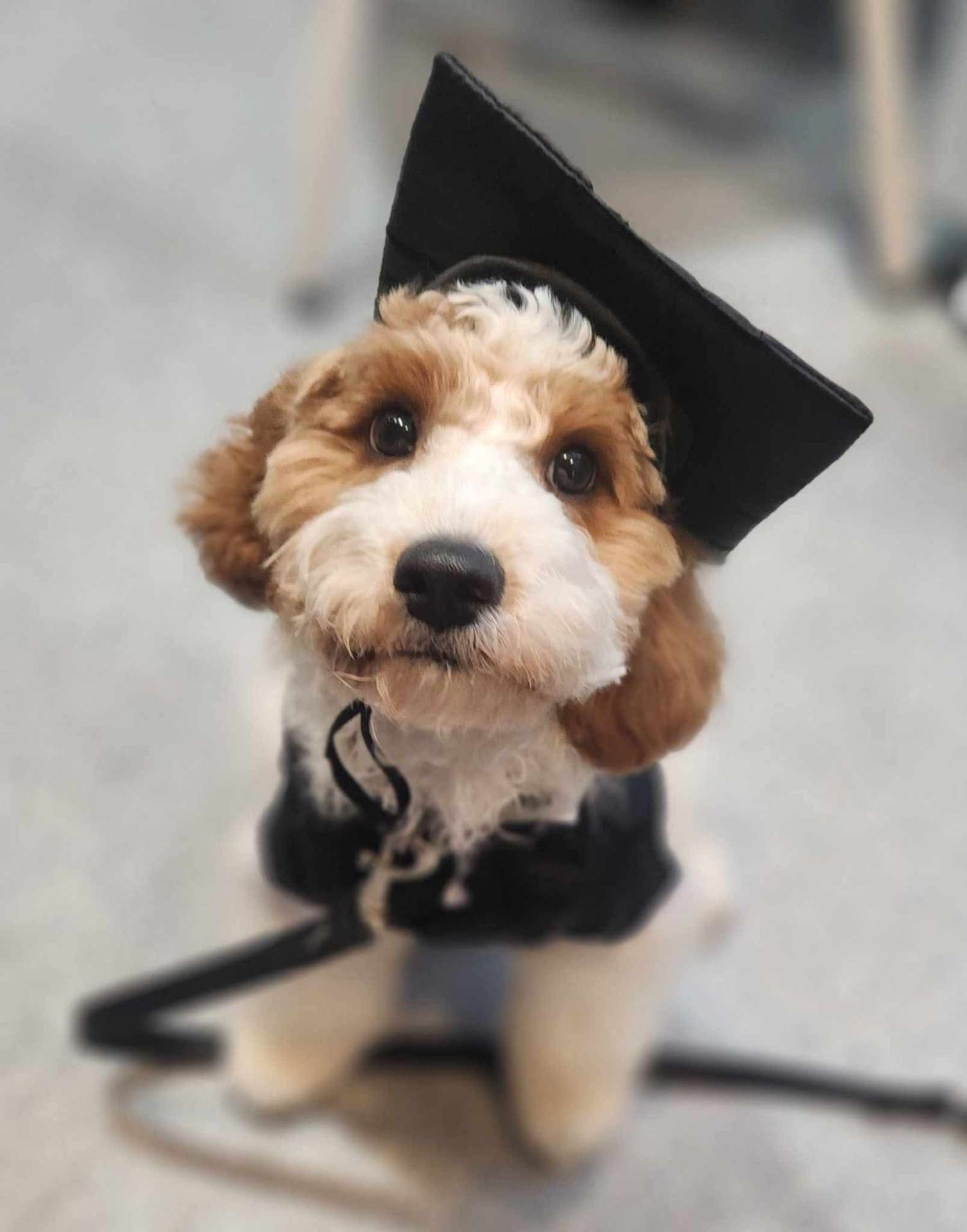 Discover Facilities at Kirrawee Veterinary Hospital in South Sydney