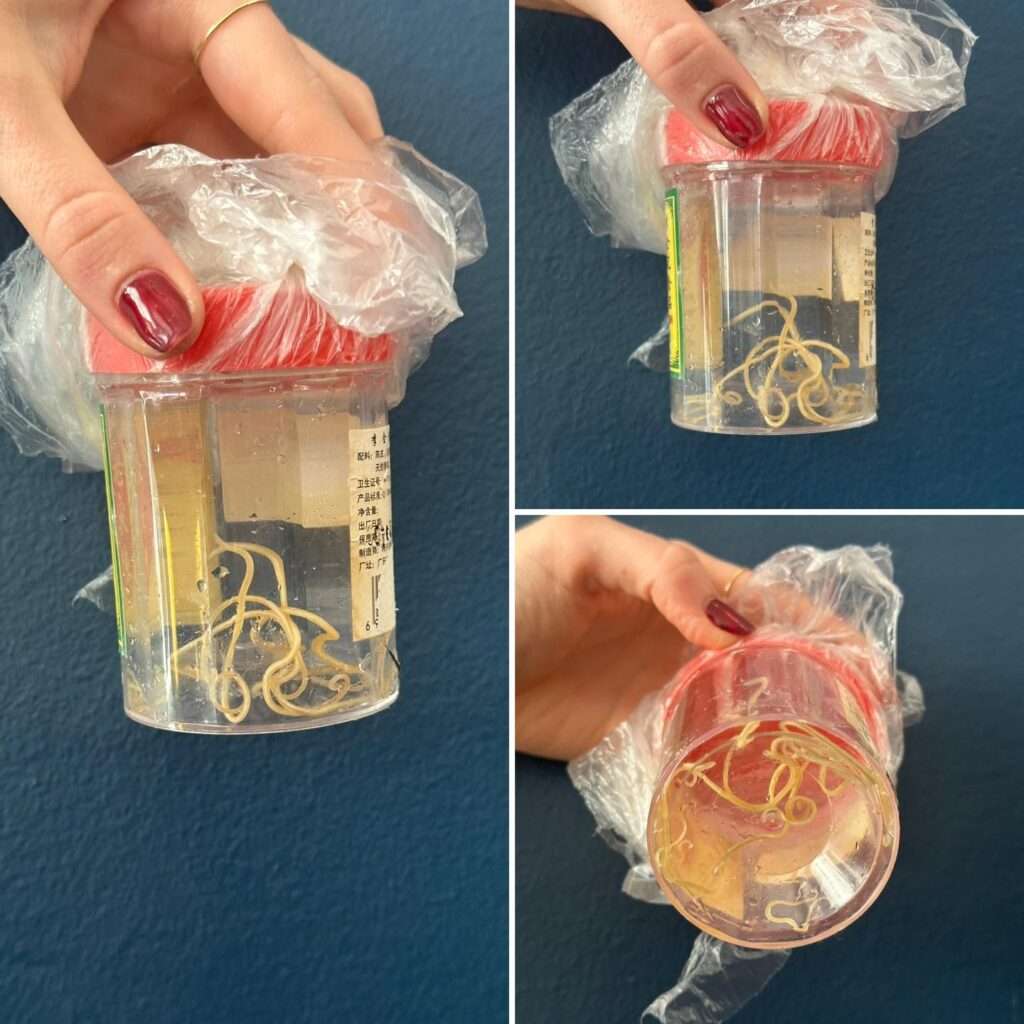 Pet Medical Treatment at Kirrawee in South Sydney