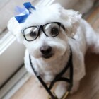 Pet Medical Treatment by Kirrawee Veterinary Hospital in NSW