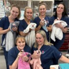 Pet Desexing at Kirrawee Veterinary Hospital in South Sydney